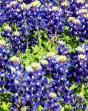 Bluebonnets in Texas in the Spring.