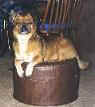 Binky on the foot rest.