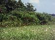 Some of the flowering bushes.