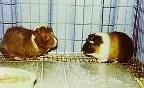 Our Guinea Pigs before we gave them away.