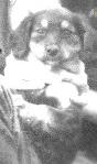 My dog in 1970, Greta, as a puppy.