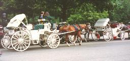 Horse drawn carriage in downtown Philly.