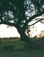 My daughter barely visable climbing into a tree in Texas.