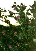 Thistles growing near the Pacific Ocean.