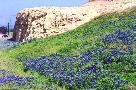 Beautiful Bluebonnets growing along the side
 of the highway outside of Austin.