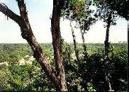 Trees as seen from a mountain top, outside of Wimberly, Texas.